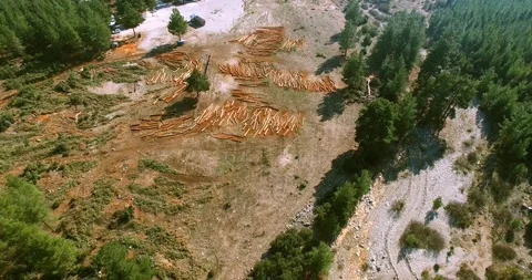 Deforested Area in Forest Aerial View at Sunset Video stock 146131910