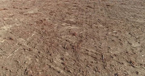 Deforested area with fresh tractor tracks amid the remains of what was forest Stock Footage 95142247