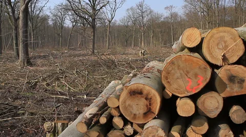 Deforested area with logged trees Vídeos de archivo 39467473