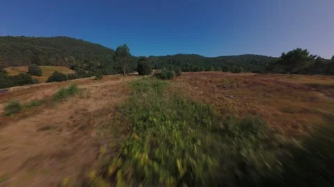 Deforested Area Of A Pine Forest With Colorful Vegetation Aerial View Stock-Footage 333201488
