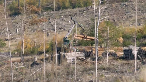 Deforested area with woodworking machine Stock Footage 143736843