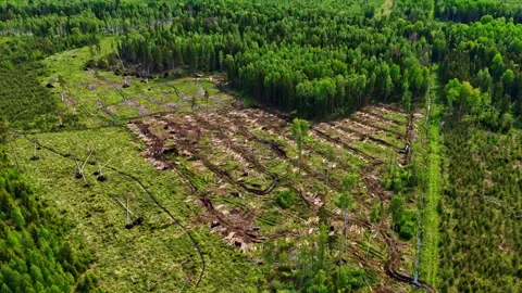 Deforested forest section with scattered fallen trees and bare soil seen from Stock Footage 312205874