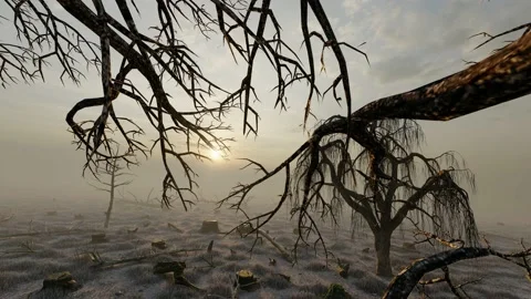 Deforested forests and trees Stock Footage 170590405
