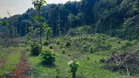 Deforested forests due to illegal logging 01 Stock Photos