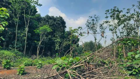 Deforested forests due to illegal logging 02 Stock Photos