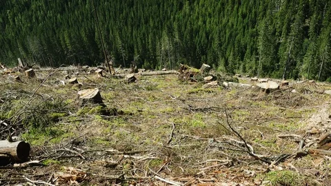Deforested hill and pine tree forest 4 Stock Footage 110247706