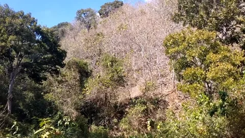 Deforested Hillside Amidst Dense Forest Stock-Footage 341799866