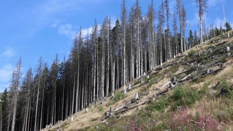 Deforested hillside with tall dry trees and many stumps under a bright blue sky  Stock Footage 315940412