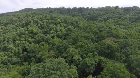 Deforested land in the middle of the forest 스톡 동영상 145118191