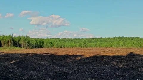 Deforested landscape panorama Stock Footage 290862154