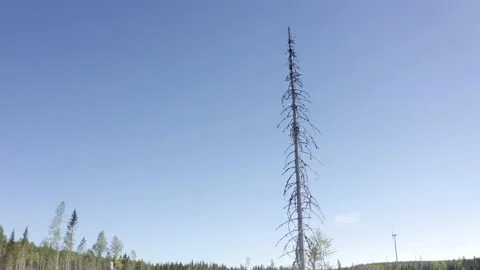 Deforested landscape in remote woods, aerial pullback shot Stock Footage 238452632