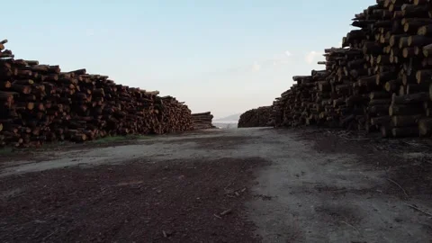 Deforested logs following wildfires Stockbeeldmateriaal 248440862