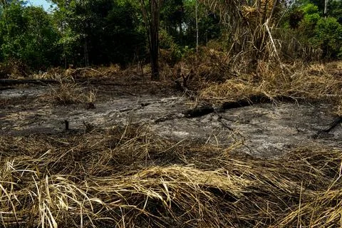 Deforested Pasture Burning In Amazon Basin Stock Photos