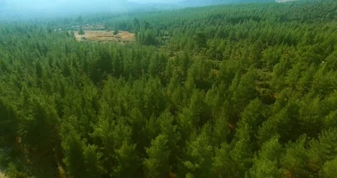 Deforested Terrain inside Pine Forest Aerial View Stock Footage 146123712