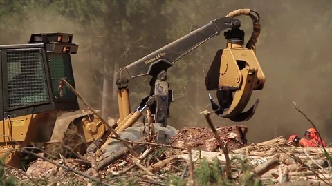 Deforesting machine Stock Footage 77049561