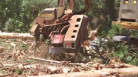 Deforesting machine Stock Footage 77049594