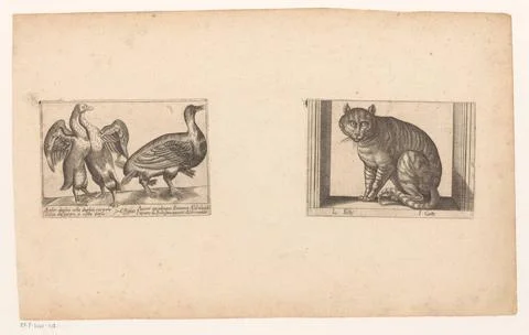 Deformed geese and a cat; Anser Duplici Collo Duplici Corpore / / Effigies... Stock Photos