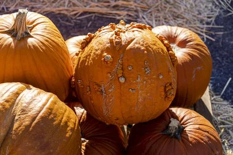 Deformed Orange Pumpkin with Rough Texture on Display Stock Photos