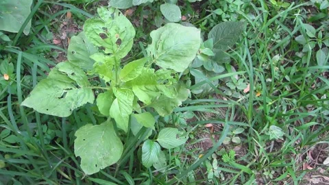 Deformed spinach plants Video stock 244998670