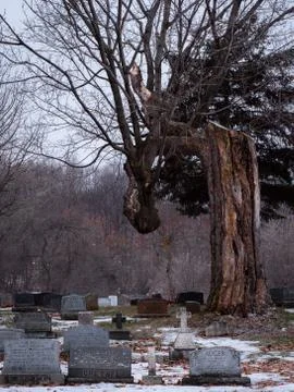 The deformed tree. Stock Photos
