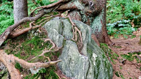 Deformed trees in the forest surrounded by rocks Stock Footage 249539879