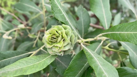 Deformed willow tree sapling leaves look like green rose Stock Footage 244518379