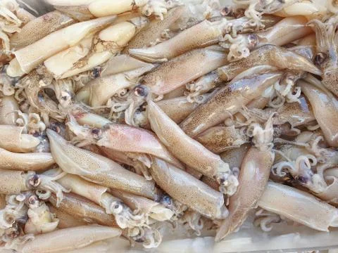 Defrosted squid on ice 库存照片