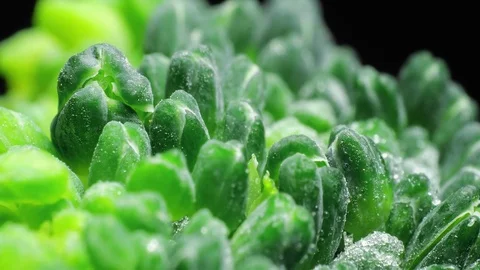 Defrosting Broccoli Stock Footage 77427369