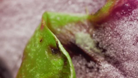 Defrosting Dragon Fruit Pitaya Stock Footage 77427633