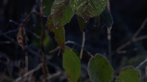 Defrosting leaves Stock-Footage 70537045