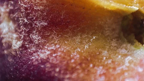 Defrosting Peach Stock Footage 77427598