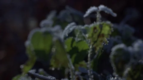Defrosting plants Stock Footage 70537177