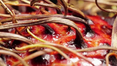 Defrosting Rambutan Stock Footage 77427630