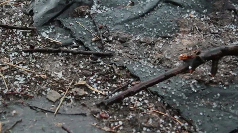 Deg strewed on the ground Stock Footage 50366676