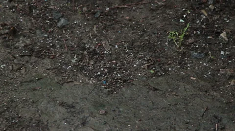 Deg strewed on the ground Stock Footage 50366714