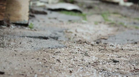 Deg strewed on the ground Stock Footage 50372705