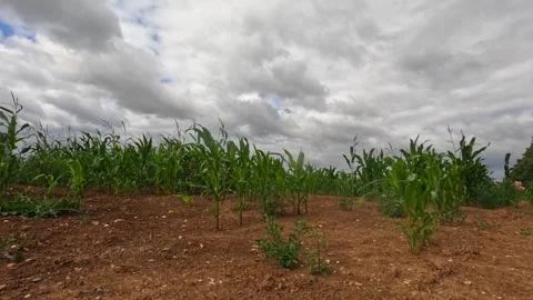 Degraded Corn Field Time Lapse, UK Stock Footage 325327990