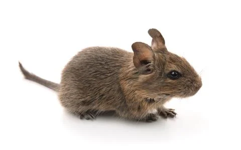 Degu Stock Photos