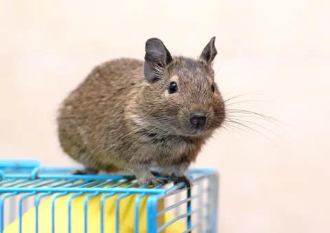 Degu sits on a cage Stock Photos