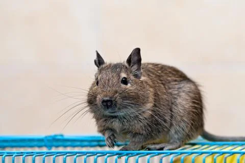 Degu sits on a cage Stock Photos