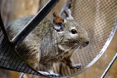 Degu sitting in wheel Stock Photos