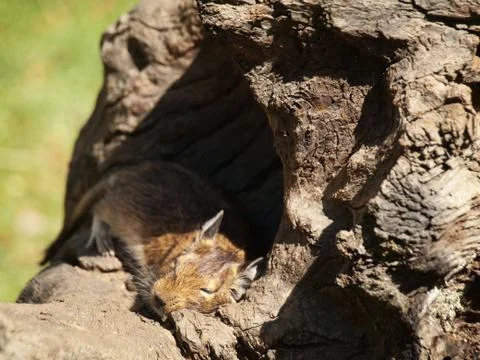 Degu sleeping 스톡 사진