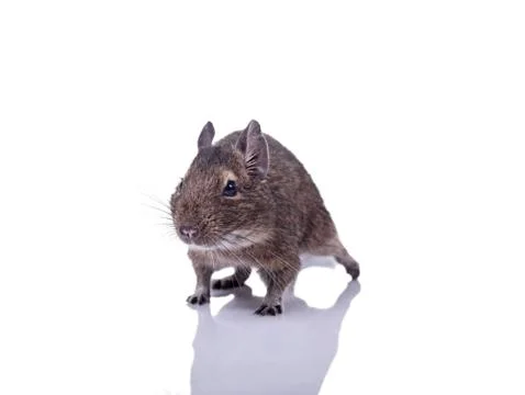 Degu squirrel pet with reflection Foto stock