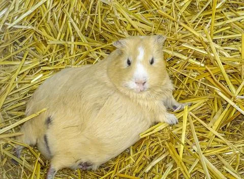 A Degu squirrel sits on the straw Stockfoto's
