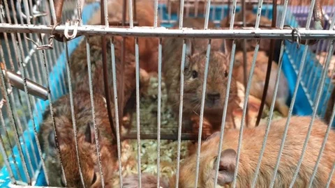 Degu squirrels in a cage Stock Video Pond5