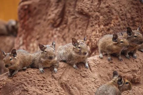 Degu walk with his fellow Stock Photos