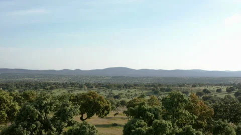Dehesa landscape with green grass and holm oaks on a sunny day Stock Footage 167858545