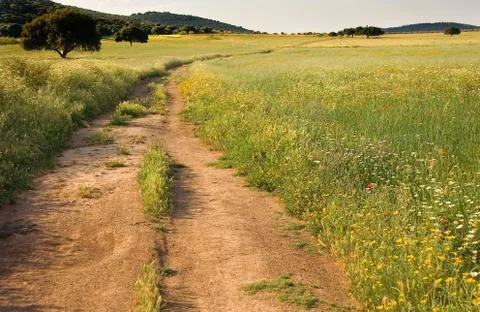 Dehesa landscape Stock Photos