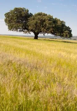 Dehesa landscape Stock Photos