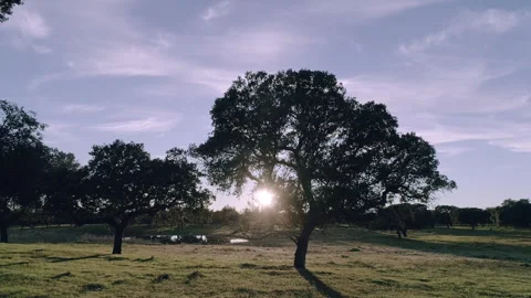 DEHESA SOL 스톡 동영상 302017652